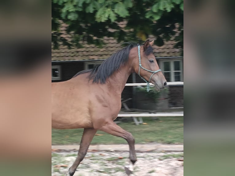 NRPS Castrone 5 Anni 153 cm Baio in Almelo