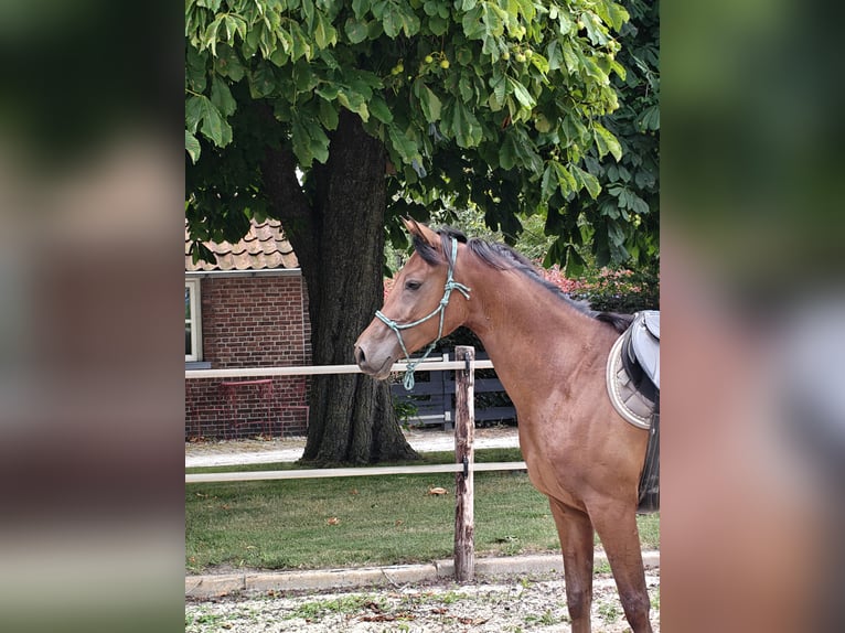 NRPS Castrone 5 Anni 153 cm Baio in Almelo