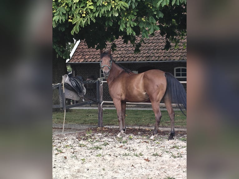 NRPS Castrone 5 Anni 153 cm Baio in Almelo