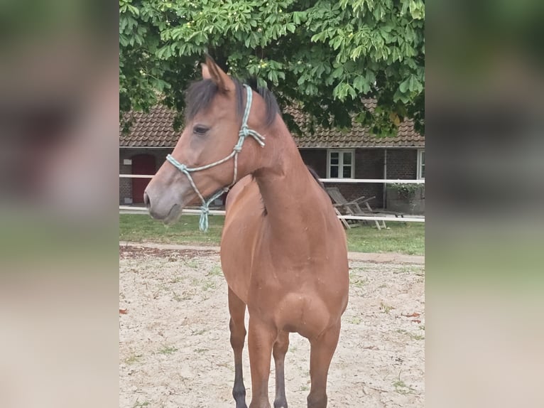 NRPS Castrone 5 Anni 153 cm Baio in Almelo