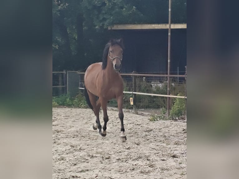 NRPS Castrone 5 Anni 153 cm Baio in Almelo