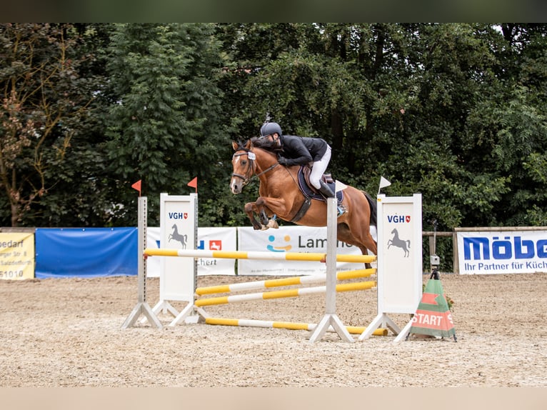 NRPS Castrone 5 Anni 158 cm Baio in Flöthe