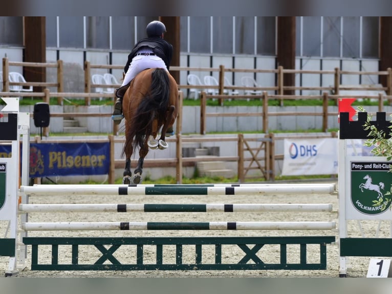 NRPS Castrone 5 Anni 158 cm Baio in Flöthe