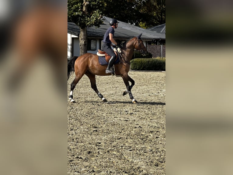 NRPS Castrone 5 Anni 163 cm Baio ciliegia in Retie