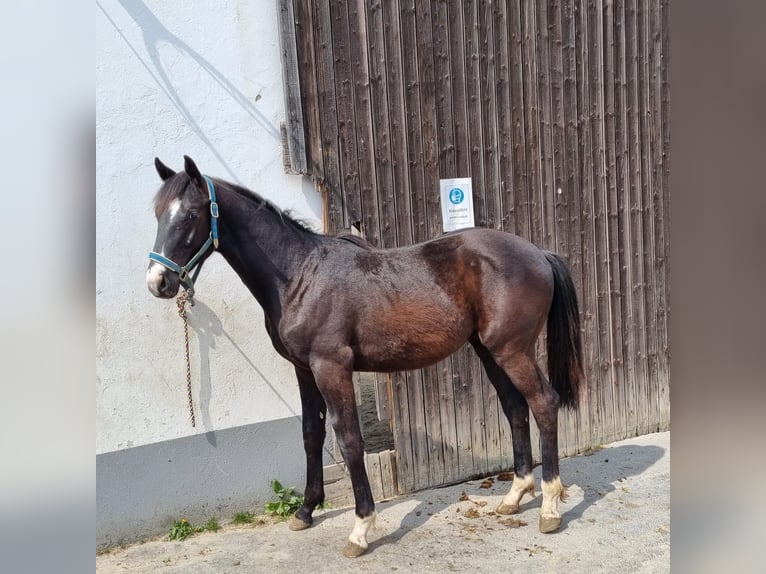 NRPS Castrone 5 Anni 163 cm Morello in Stolberg (Rheinland)Stolberg