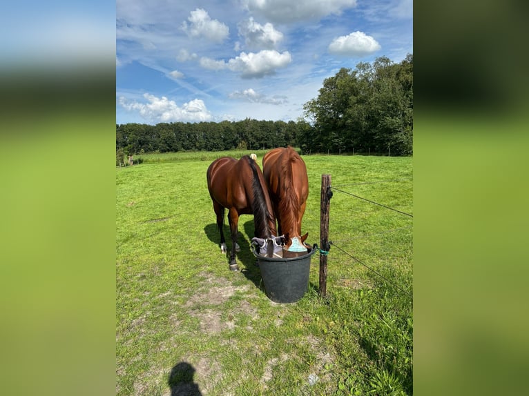 NRPS Castrone 5 Anni Sauro in Westerlee