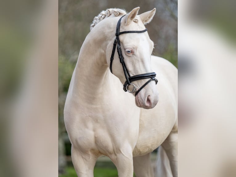 NRPS Castrone 6 Anni 143 cm Palomino in Beek