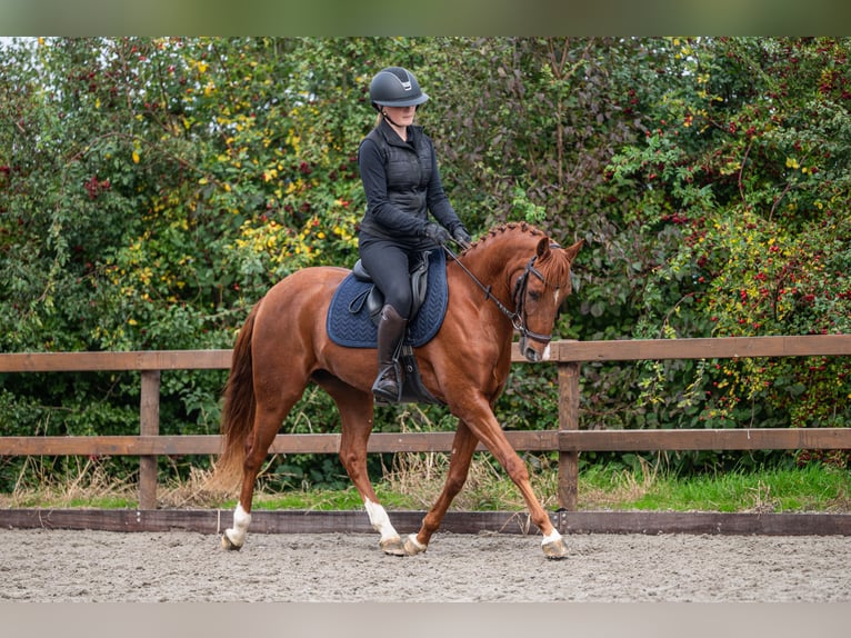 NRPS Castrone 6 Anni 143 cm Sauro in Wieringerwerf