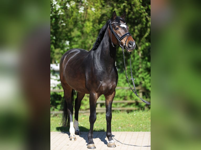 NRPS Castrone 6 Anni 150 cm Baio in Göppingen