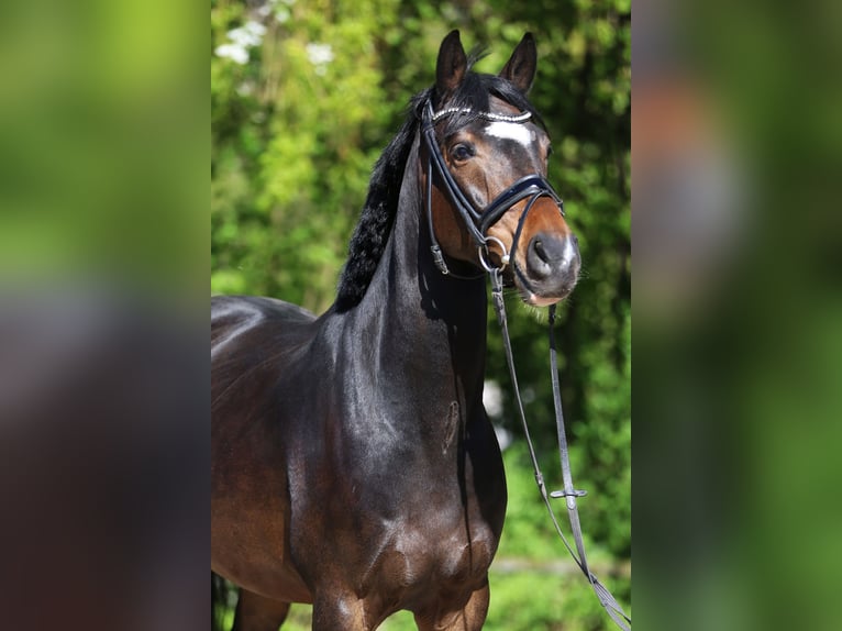 NRPS Castrone 6 Anni 150 cm Baio in Göppingen