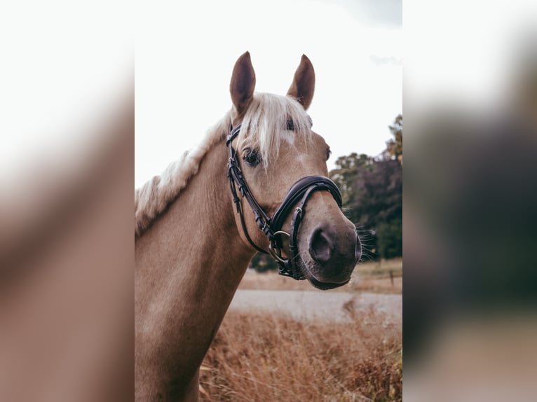 NRPS Castrone 6 Anni 155 cm Palomino in De Rijp