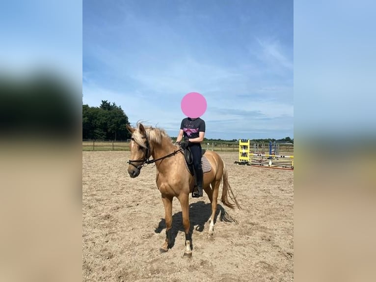 NRPS Castrone 6 Anni 155 cm Palomino in De Rijp