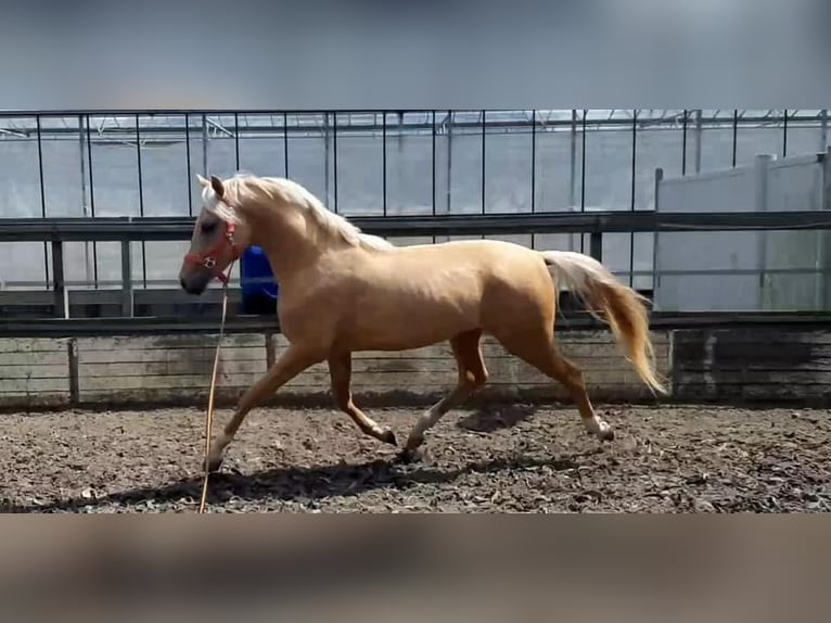 NRPS Castrone 6 Anni 155 cm Palomino in De Rijp