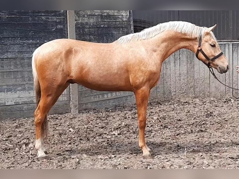 NRPS Castrone 6 Anni 155 cm Palomino in De Rijp