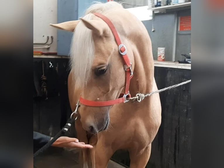 NRPS Castrone 6 Anni 155 cm Palomino in De Rijp