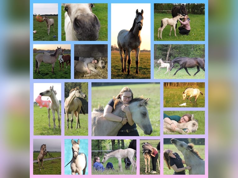 NRPS Mix Castrone 6 Anni 162 cm Pelle di daino in Oldeberkoop