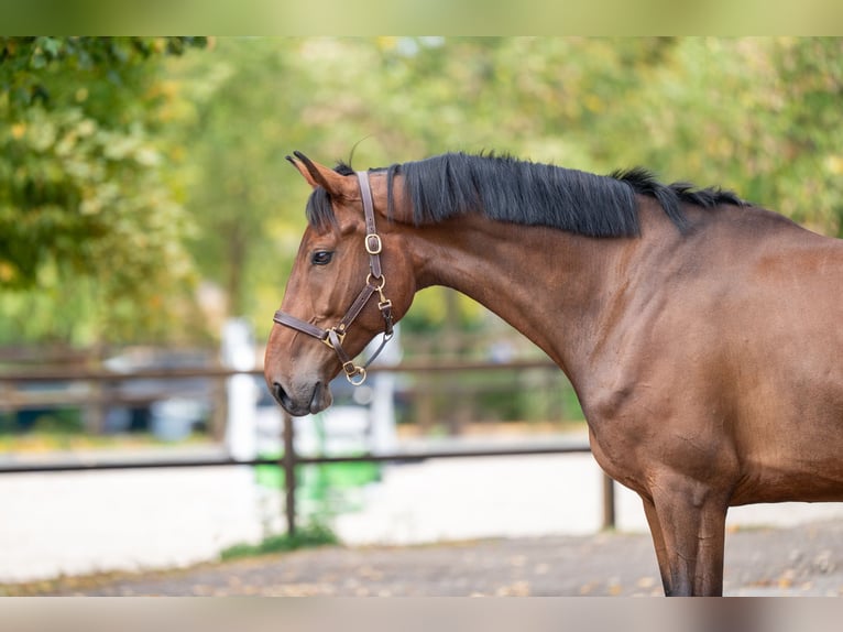 NRPS Castrone 6 Anni 174 cm Baio in Kaulille