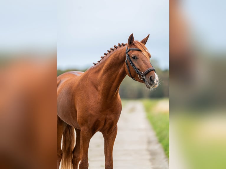NRPS Castrone 7 Anni 143 cm Sauro in Wieringerwerf