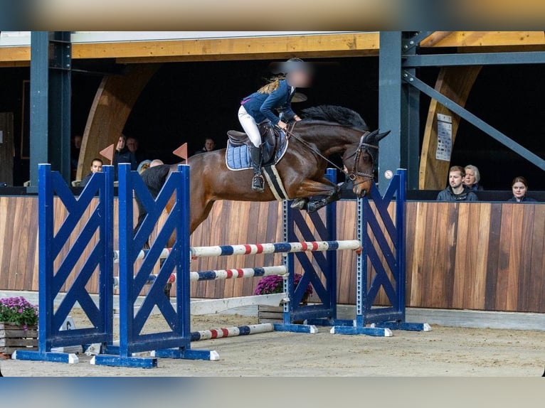NRPS Castrone 7 Anni 162 cm Baio scuro in Leende