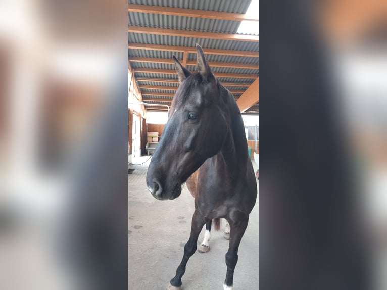 NRPS Castrone 7 Anni 167 cm Baio nero in Zeitz