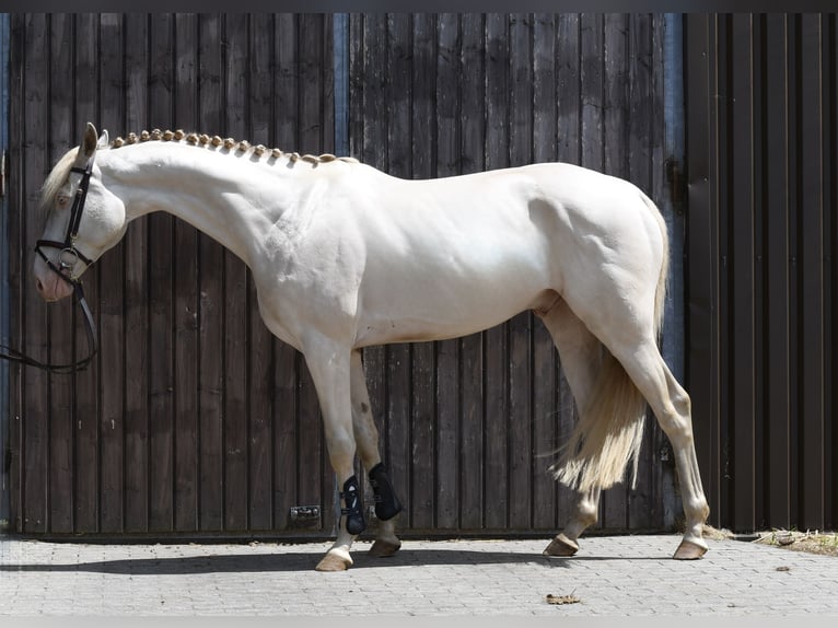 NRPS Castrone 7 Anni 168 cm Cremello in Geilenkirchen