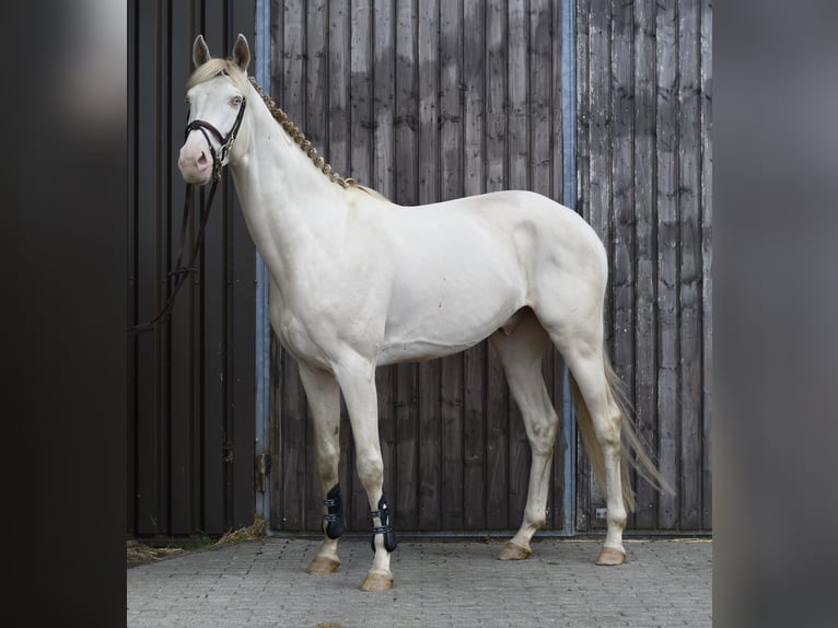 NRPS Castrone 7 Anni 168 cm Cremello in Geilenkirchen