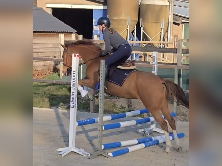 NRPS Castrone 8 Anni 152 cm Sauro in Barchem