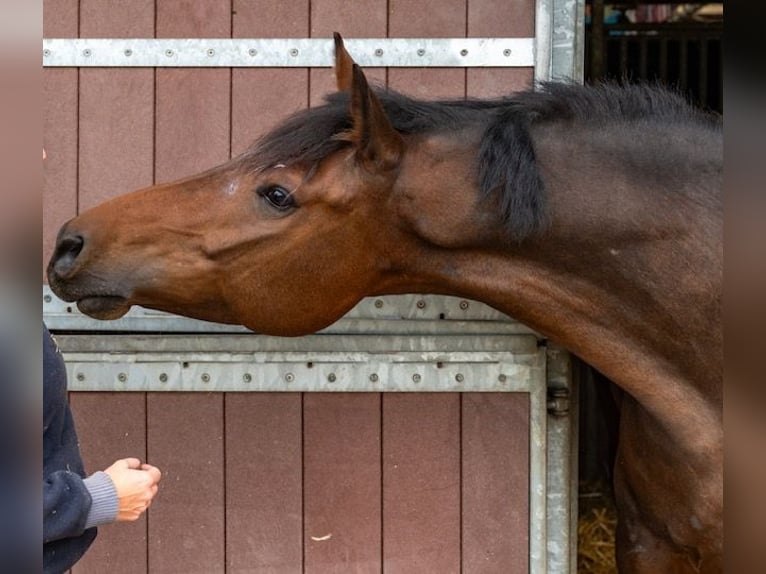 NRPS Castrone 8 Anni 155 cm Baio in Laarne