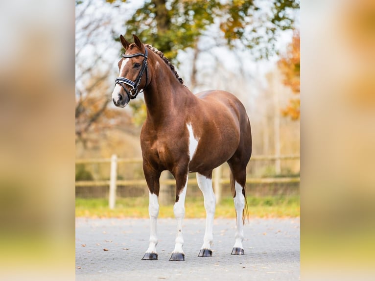 NRPS Castrone 8 Anni 156 cm Pezzato in Nettersheim