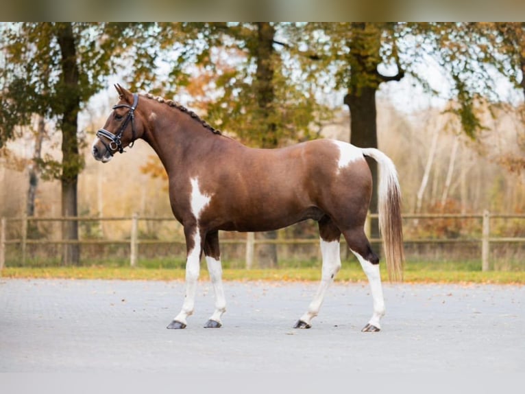 NRPS Castrone 8 Anni 156 cm Pezzato in Nettersheim