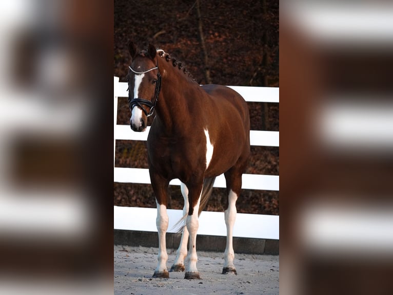 NRPS Castrone 8 Anni 156 cm Pezzato in Nettersheim