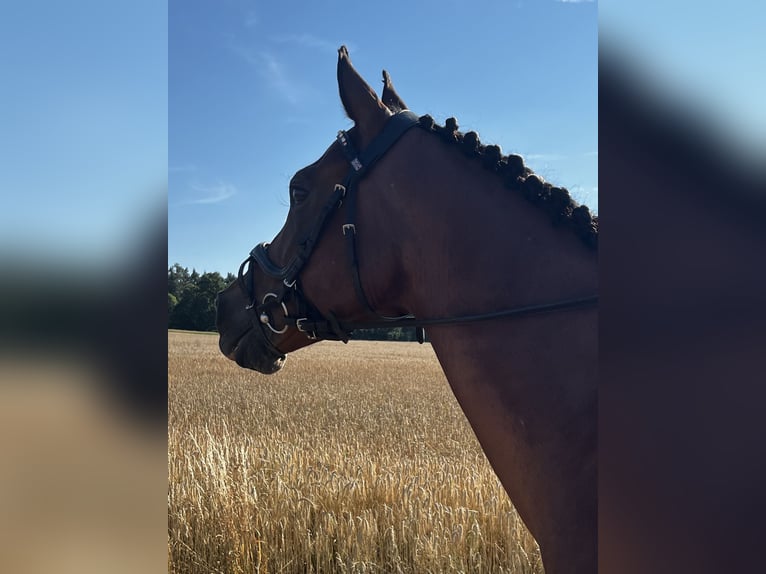 NRPS Castrone 9 Anni 147 cm Baio in Schwabach