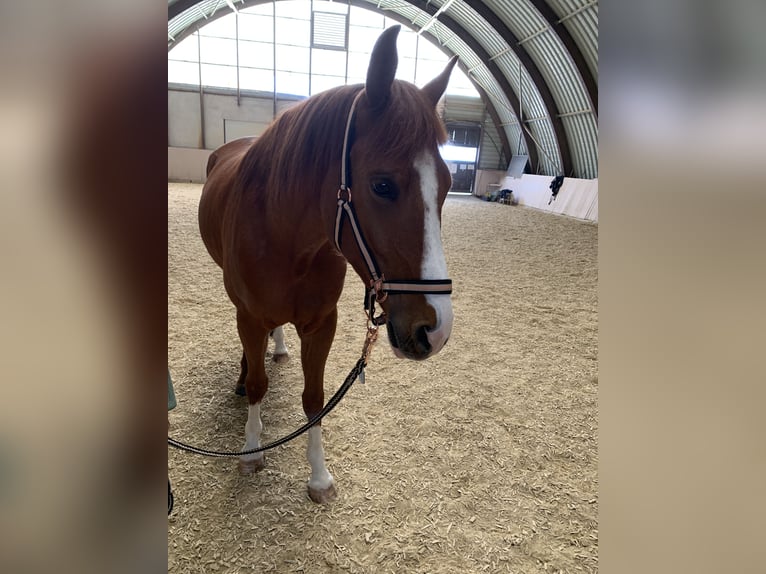 NRPS Castrone 9 Anni 156 cm Sauro in Hünfelden