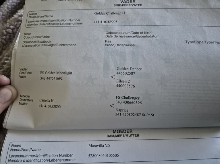NRPS Croisé Étalon 11 Ans 150 cm Gris in Heerlen