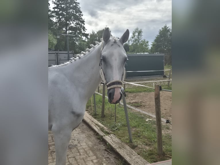 NRPS Croisé Étalon 11 Ans 150 cm Gris in Heerlen