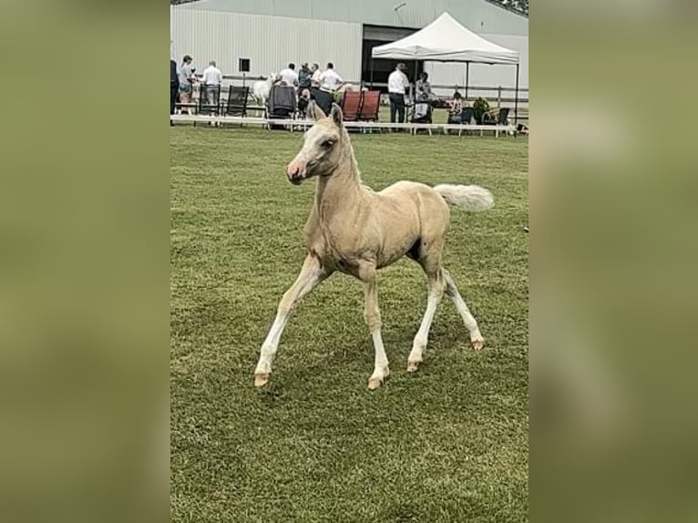 NRPS Étalon 1 Année 135 cm Palomino in Halle