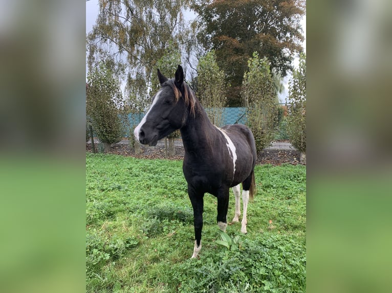 NRPS Étalon 1 Année 135 cm Pinto in Kortemark