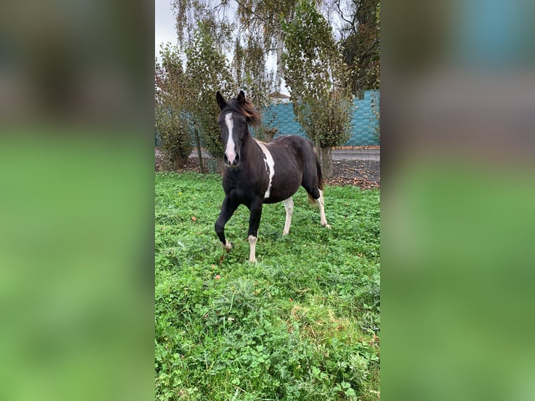 NRPS Étalon 1 Année 135 cm Pinto in Kortemark