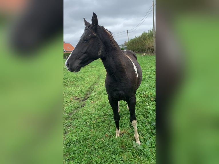 NRPS Étalon 1 Année 135 cm Pinto in Kortemark