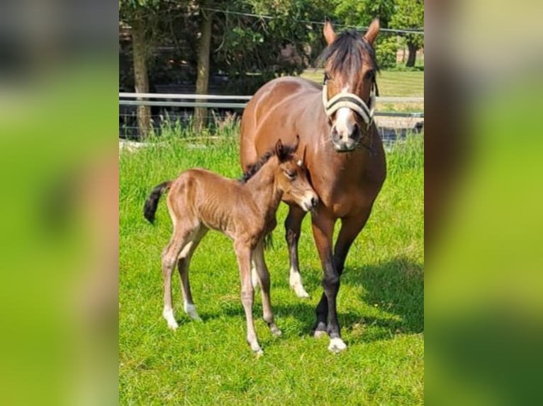 NRPS Étalon 1 Année 148 cm Bai in Meerlo