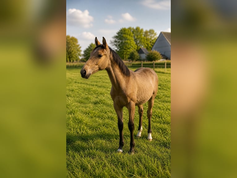 NRPS Croisé Étalon 1 Année Buckskin in Spijkenisse
