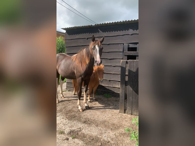 NRPS Étalon 2 Ans 135 cm Pinto in Kortemark