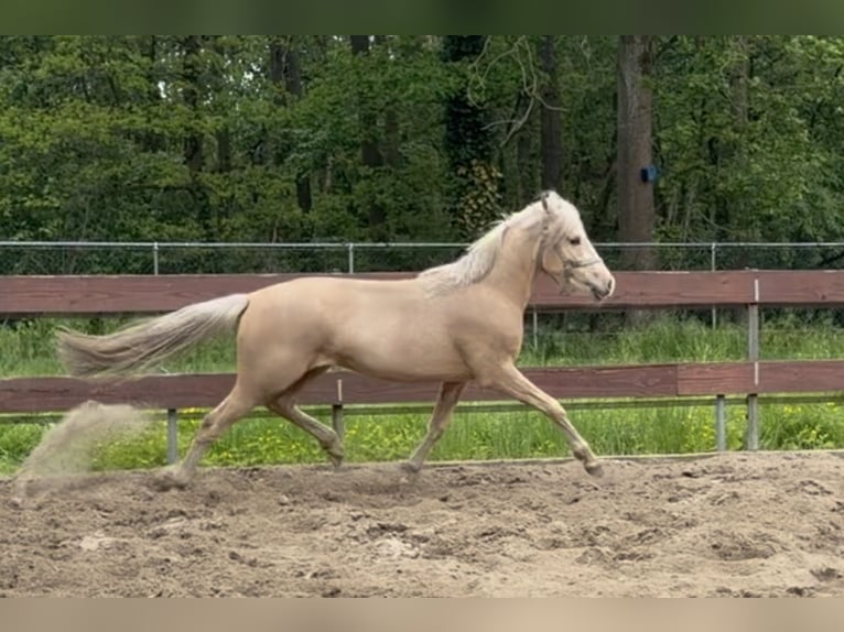 NRPS Croisé Étalon 2 Ans 143 cm Palomino in Nistelrode