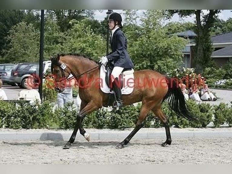 NRPS Croisé Étalon 2 Ans 143 cm Palomino in Nistelrode