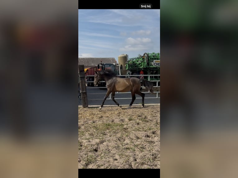NRPS Étalon 2 Ans 144 cm Bai in Heemserveen