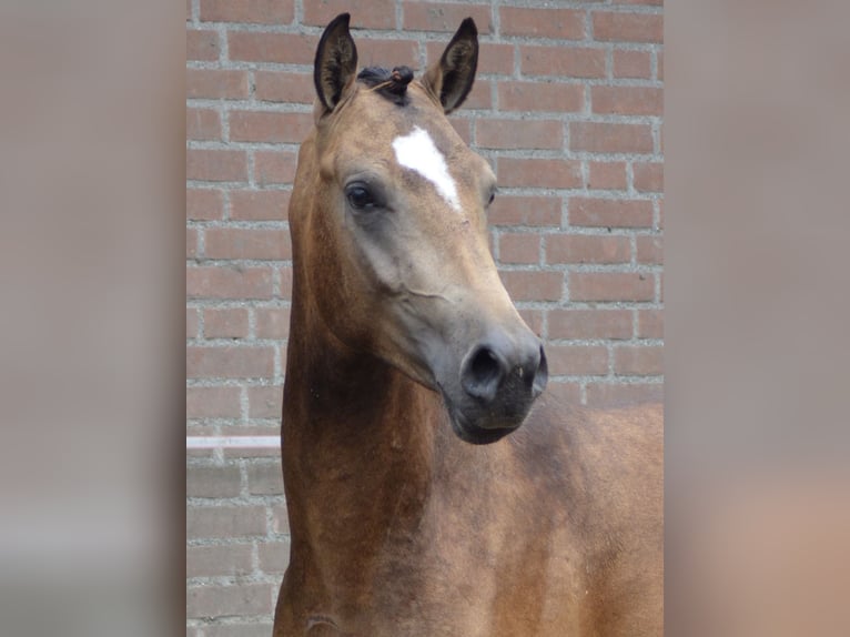 NRPS Étalon 2 Ans 145 cm Isabelle in Heeswijk-Dinther