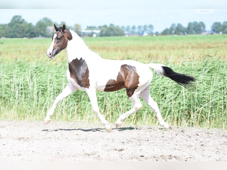 NRPS Étalon 2 Ans 162 cm Pinto in Vrouwenparochie