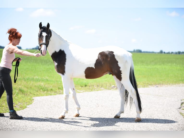 NRPS Étalon 2 Ans 162 cm Pinto in Vrouwenparochie