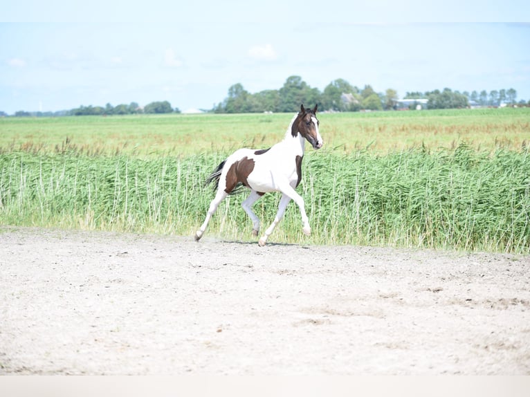 NRPS Étalon 2 Ans 162 cm Pinto in Vrouwenparochie