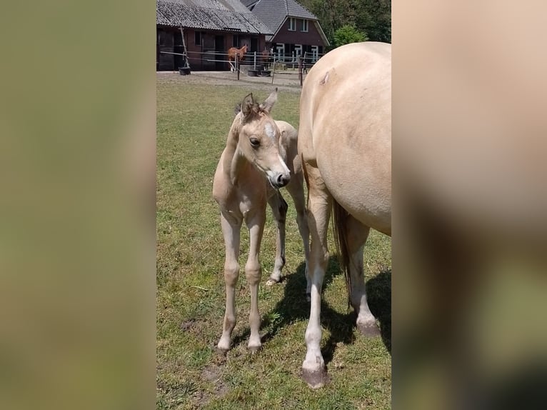 NRPS Étalon 3 Ans 136 cm Buckskin in Donkerbroek